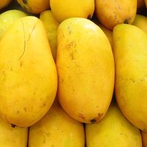 Grafted Mango Ataulfo (Mangifera) Live Fruit Tree 2’-3’ Feet - £105.51 GBP