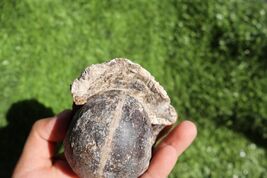 Fagesia Ammonite Fossil – Rare Cretaceous Moroccan Ammonite, Collector N... - $28.71