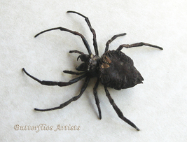 Caerostris Pero Real African Orb-weaver Bark Spider Framed Entomology Sh... - $72.99