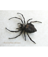 Caerostris Pero Real African Orb-weaver Bark Spider Framed Entomology Sh... - £58.16 GBP