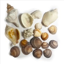 Small Shell Craft Lot Clam Shell Purple Brown Spindle Conch Cockles 18pc... - $13.99