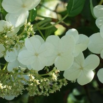 10 Hydrangea Anomala Petiolaris Climbing Hydrangea Seeds For Planting   - £15.44 GBP