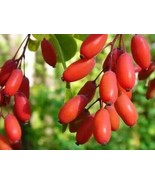 Elaeagnus multiflora Silverberry Goumi Berry, 2 Seeds - $14.19