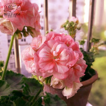 BELLFARM Geranium Purely Pink Double Petals Dense Ball shaped Perennial  Flowers - $6.00