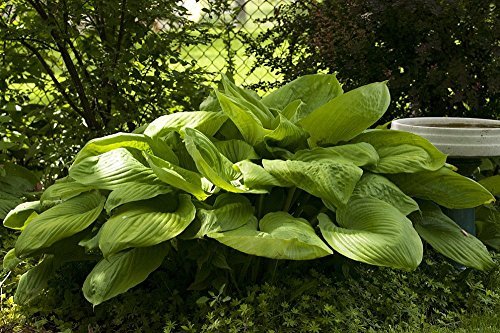Sum and Substance - 2004 Hosta of the year! - Live Plant - Quart Pot - £31.16 GBP