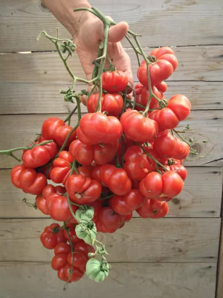 50 Seeds Ceylon Tomato Juicy Tomatoe Vegetable Garden New Fresh Seeds USA - $7.32