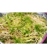 LIVE SPHAGNUM MOSS - 1 QUART BAG - $418.61 MXN