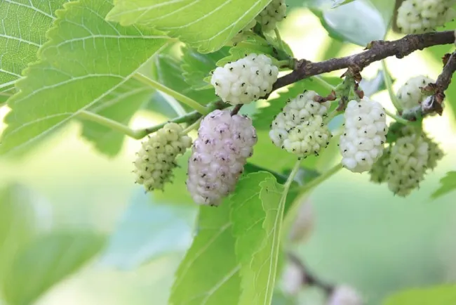 Mulberry White 50 Seeds Heirloom Fruit Tree (Morus Alba) Sweet And Juicy Fresh G - £15.72 GBP