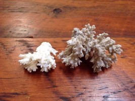 Pair of Natural Real White Reef Aquarium Crafts Jewelry Decor Coral Pieces  - £39.14 GBP