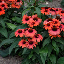 50 Tanager Cone flower seeds Echinacea Flower Perennial Bloom Flowers Seed - £12.55 GBP