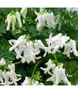 SRN 25 Titanium Bleeding Heart Seeds Dicentra Spectabilis Flowers Flower... - $24.26