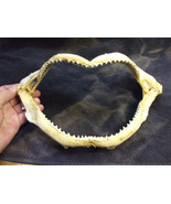 Large Shark Jaw  Blacktip 12 in x 6 in from the Daytona Beach - $3,062.12 MXN
