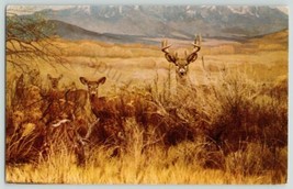 Western White-Tailed Deer Exhibit Denver Museum Colorado Postcard Travel... - £8.11 GBP