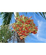 KKG 30 Seeds Christmas Manila Tree Adonidia Merrillii Live Tropical Plan... - $518.10 MXN