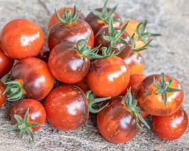 Blue Suede Shoes Tomato - Cherry tomato from the USA - 10+ Seeds - P 463 - $2.49