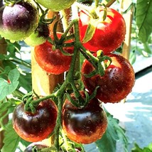 Fresh Seeds USA Seller Cascade Village Blue Tomato Seeds Organic - £3.36 GBP