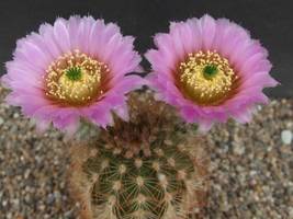 Echinocactus texensis Horse Crippler, 12 Seeds - £17.73 GBP