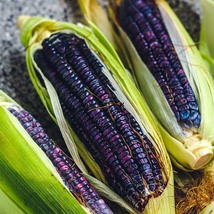 Hopi Blue Flour Corn - 100 Seeds - £19.90 GBP