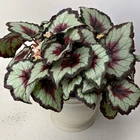 Begonia rex hybrid house plant- garden- flowers 15+ Seeds - $9.65 CAD