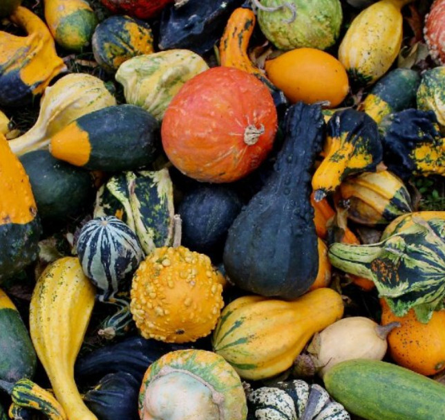 Gourd Small Gourd Mix Decorative Fall Season Kids Arts &amp; Crafts Non-Gmo ... - $9.96