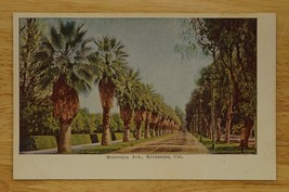 Vintage Postcard California Fan Palm Tree Lined Road Magnolia Avenue Riv... - $10.93