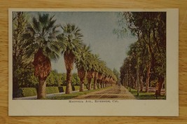 Vintage Postcard California Fan Palm Tree Lined Road Magnolia Avenue Riv... - £8.55 GBP