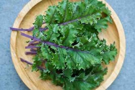 500 Red Russian Kale Seeds 2024 Heirloom Seed Usa Fresh Garden - £5.09 GBP