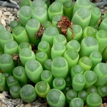 Fenestraria Aurantiaca Succulent Plant Seeds 10 Seeds Bonsai Perennial S... - £7.52 GBP