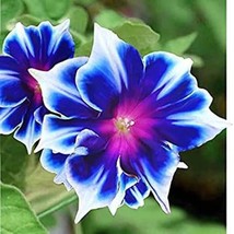 20 + Glorious Morning Glory Seeds Hummingbird Mix  Beautiful  Planting F... - $8.25