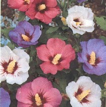 15+ ROSE OF SHARON FLOWER SEEDS MIX HIBISCUS  - $9.84