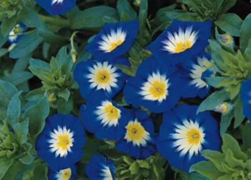 SEPTH Morning Glory Seeds Ensign Royal, Heirloom Flower, Climbing Vine, Non-Gmo  - $3.66