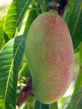 HS  1 Seed Valencia Pride Mango Easy To Grow Fresh Fruit Planting Garden - $6.60