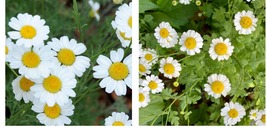 200 Pyrethrum Daisy Seeds a natural insect deterrent - £20.74 GBP