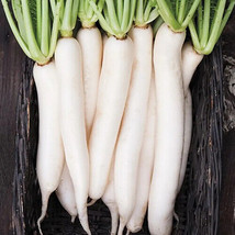 Miyashige Daikon White Japanese Radish Seeds 100 Seeds Kode#1096 USA Sel... - £7.46 GBP