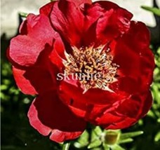 PWO Fresh 100Pcs Portulaca Grandiflora Seeds - Dark Red Double Flowers - $5.18