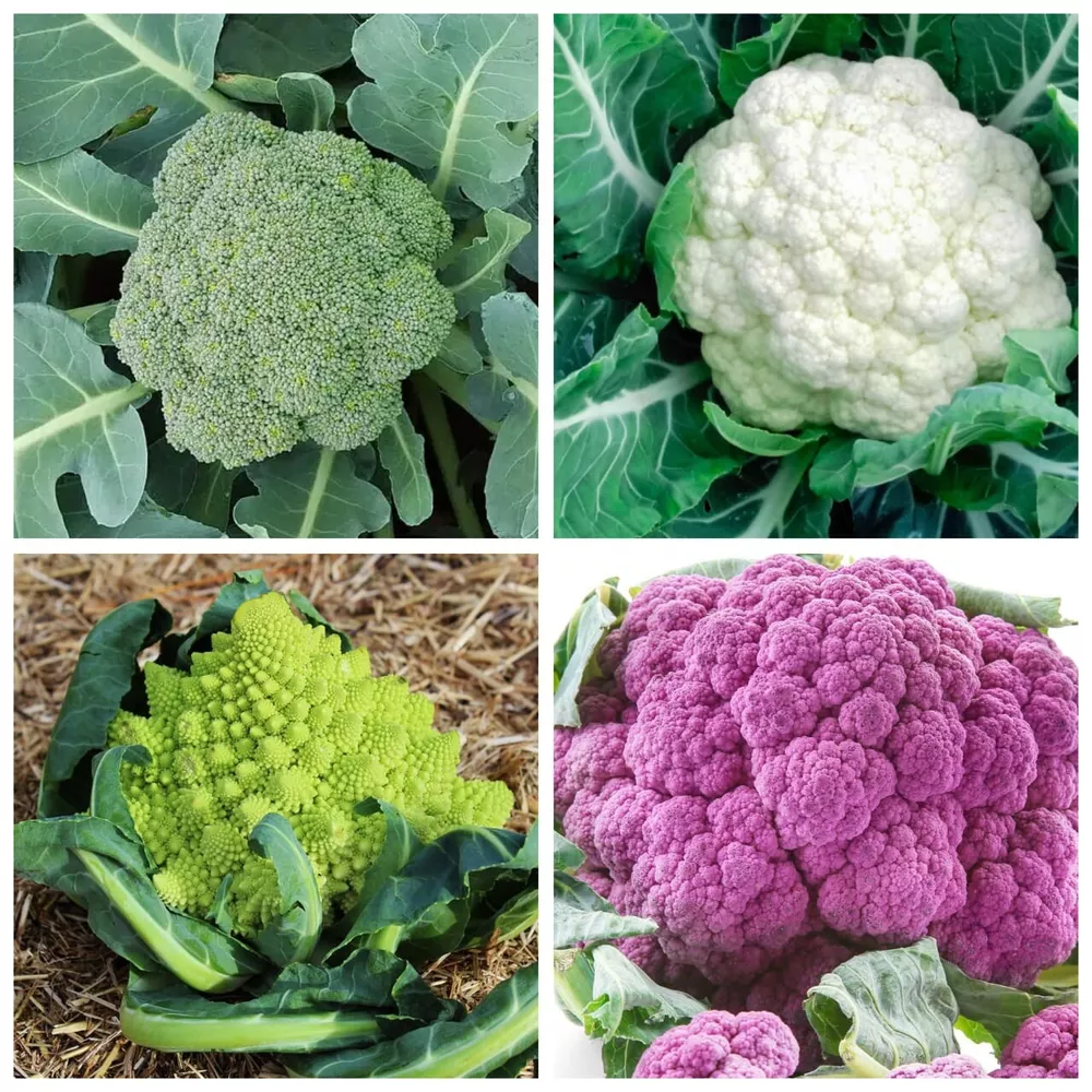 Rainbow Blend Cauliflower Broccoli Mixed Colors 300 Seeds NON GMO - $3.19