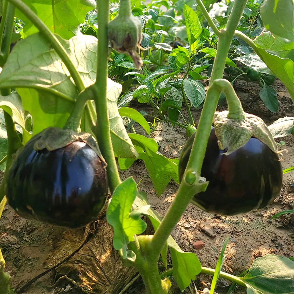 1 Bag Explore the World of Black Round Eggplant Vegetable Seeds for Garden - £9.21 GBP