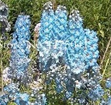 US Seller 120Pcs Delphinium Seeds Light Bright Blue Colors Fast Shipping - $14.91