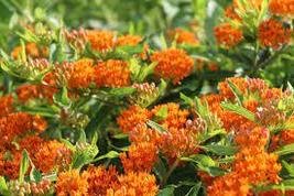 30 Butterfly Weed Seeds Mix Asclepias Flower Perennial Great Gift - £14.02 GBP