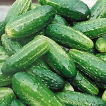 Bush Pickle Cucumber Seeds 50 Thru 200 Seeds Fresh Seeds USA - $19.00