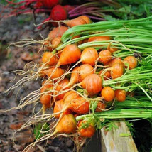 1000 Seeds Thumbelina Carrot Fresh Seeds - $8.99