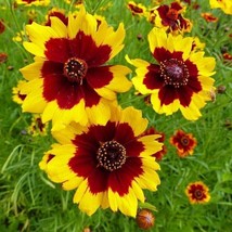 Plains coreopsis - Coreopsis tinctoria - 25+ seeds - Z 110 - £1.32 GBP