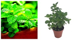 Live Plant Kentucky Colonel Spearmint - Indoors/Out -3&quot; Pot - $40.98