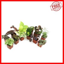 Live Houseplant Collection: 12 Easy-Care Indoor Varieties with Soil Incl... - $63.04
