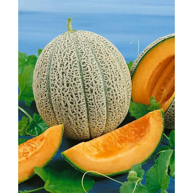 BStore 50 Cantaloupe Hales Best Jumbo Fresh Harvest Seeds Starter Kits - $9.76