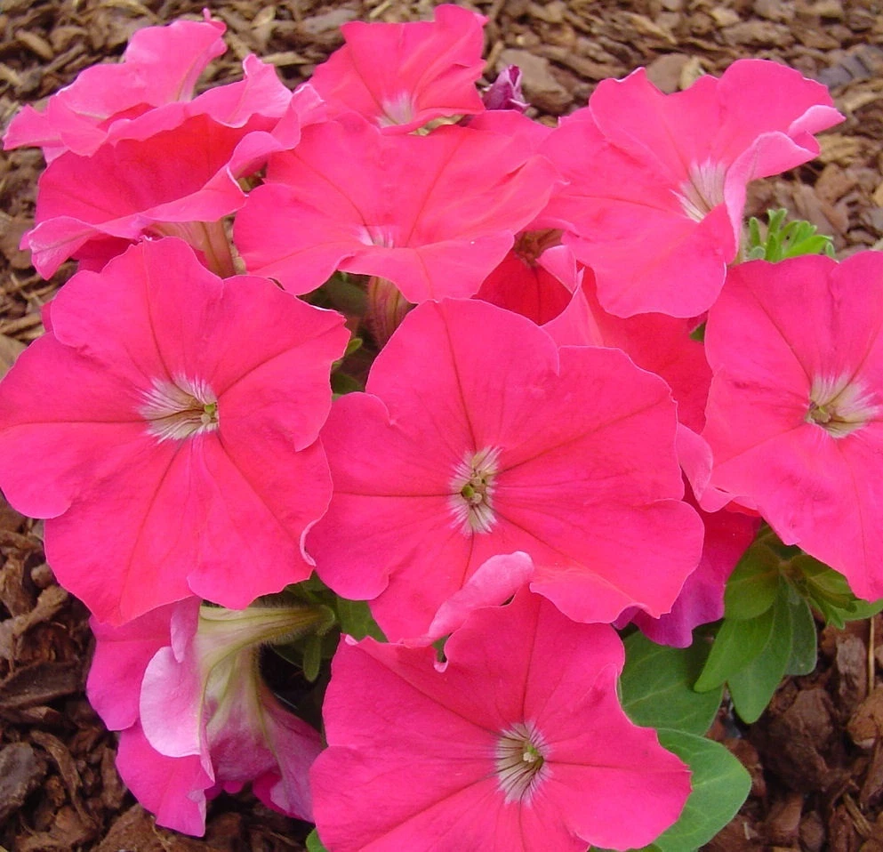 Petunia Seeds 50 Pelleted Seeds Logro Floribunda Pink - $14.09