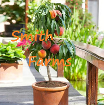 2 Seeds Bonanza Peach Trees Dwarf Fruit Trees Juicy Edible Food Indoor/Outdoor F - $10.25