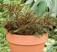 15 Seeds Ruby Red Club Moss House Plant Flowers Fresh Seeds USA Seller - £9.66 GBP