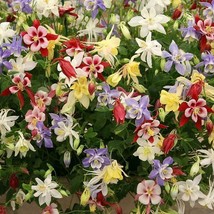 New Fresh Seeds Columbine Mckana Giant Mix Hummingbirds Butterflies 200 Seeds - $5.96