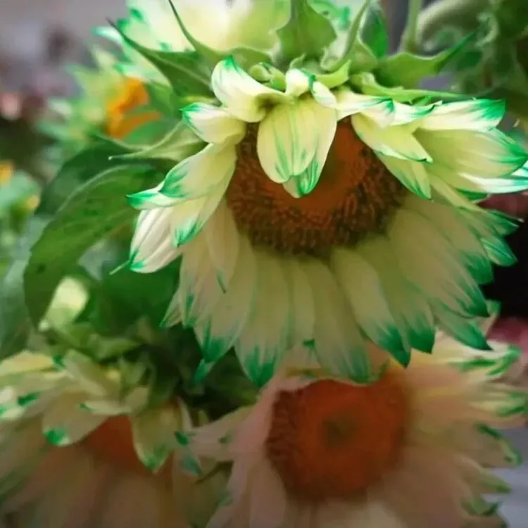  50++ Fresh Green Lace Sunflower Seeds for Garden and Planting - €2,51 EUR